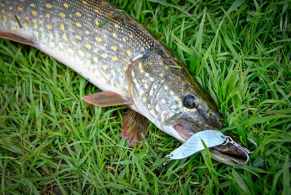 Vandenžolių tankmėje. Pirma dalis Vandenžolių tankmėje. Pirma dalis
