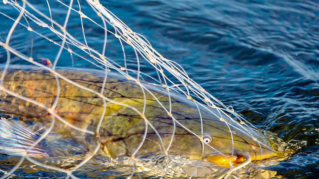 Tas sunkiai pagaunamas šamas. Pirma dalis Tas sunkiai pagaunamas šamas. Pirma dalis