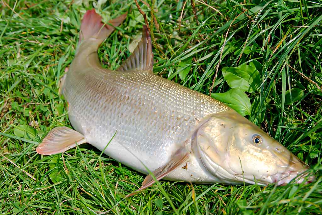 Kaip sutramdyti „arklius“. Antra dalis