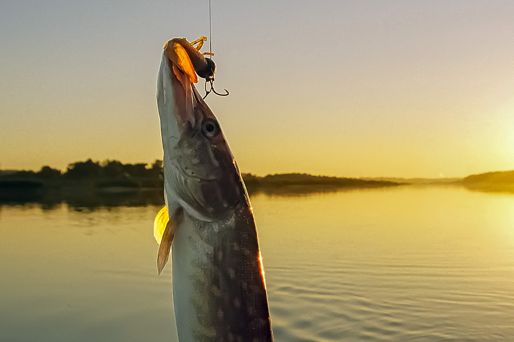 Pulsuojantys guminukai. Koks tai masalas?