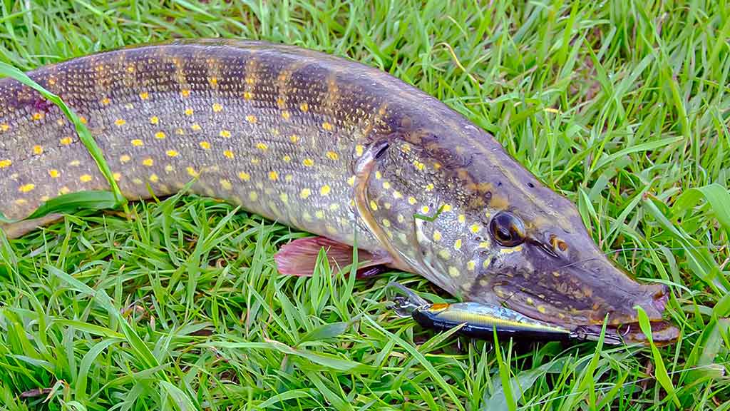 Išsamiai apie membranines bridkelnes. Antra dalis Išsamiai apie membranines bridkelnes. Antra dalis