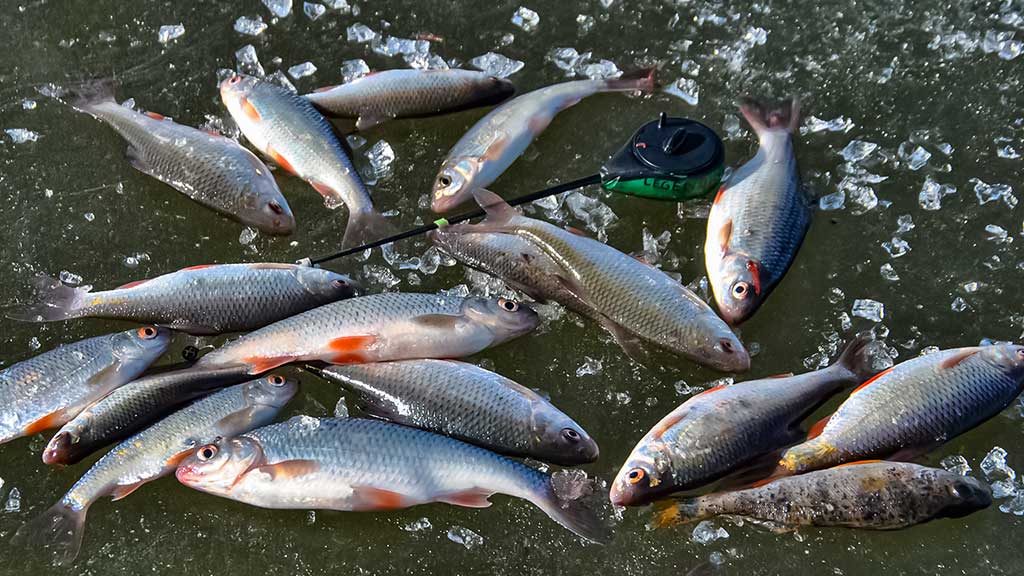 Bemasalinė avižėlė – mitai ir tikrovė Bemasalinė avižėlė – mitai ir tikrovė