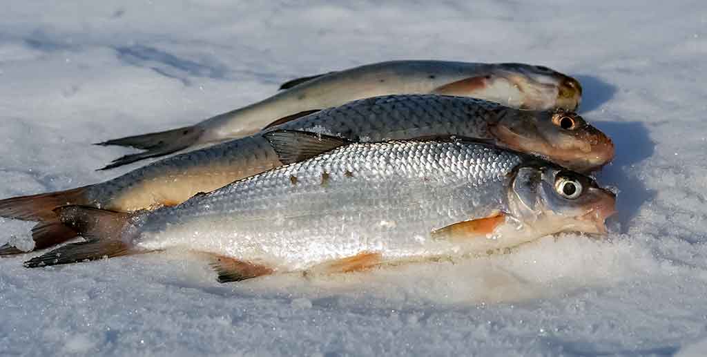 Žieminė žiobrių žūklė