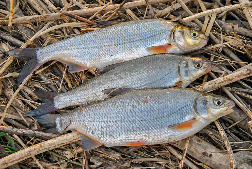 Pavasarinė žiobrių fiesta