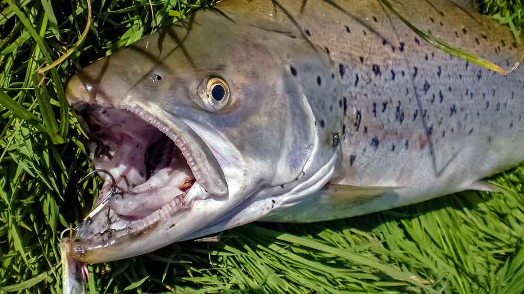Kur, kaip ir kuo gaudome lašišas bei šlakius. IV dalis Kur, kaip ir kuo gaudome lašišas bei šlakius. IV dalis