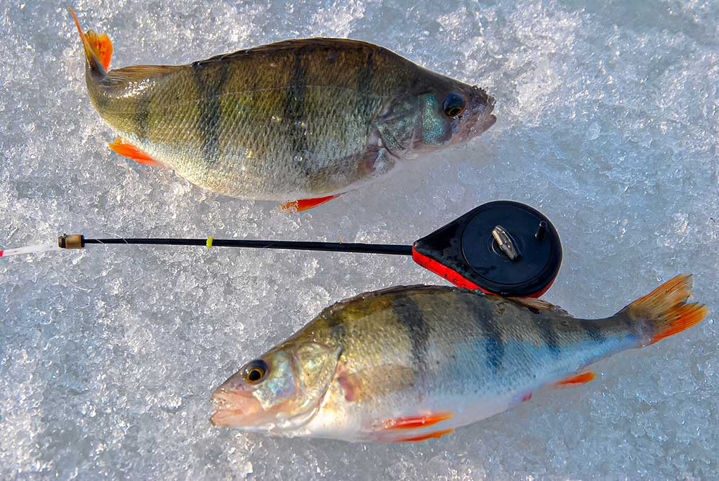 Varžybinis variantas. Pirma dalis