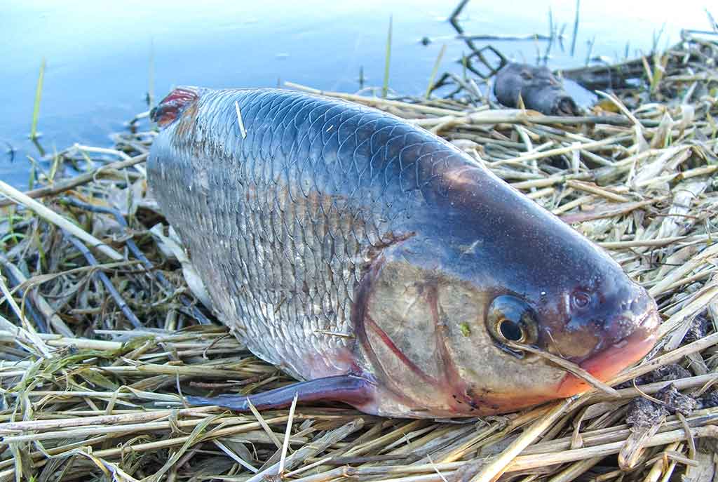 Reabilituokime plūdinę upėse. Pirma dalis Reabilituokime plūdinę upėse. Pirma dalis