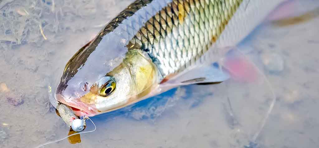 Šapalų spiningavimas iki užšąlant Nevėžiui