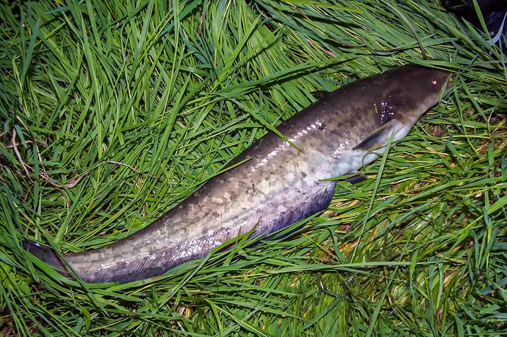 Dambologija. Ketvirta dalis Dambologija. Ketvirta dalis