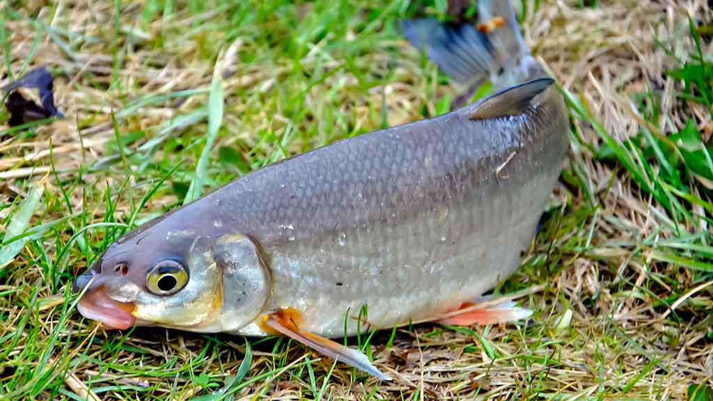 Pirmi ir paskutiniai Dubysos žiobriai. Pirma dalis