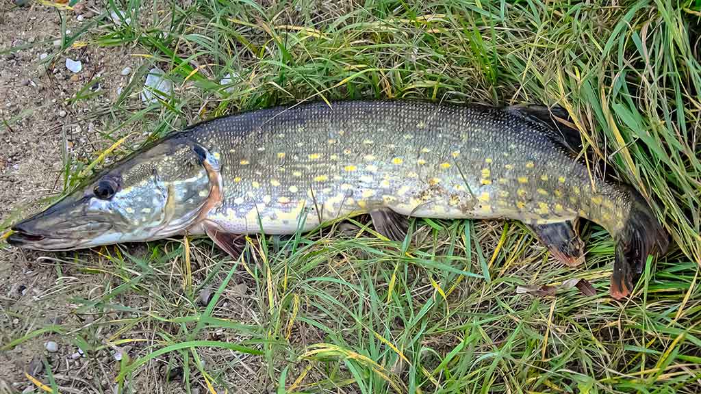 Lydekas – lydekomis. Apie žuvis kanibales