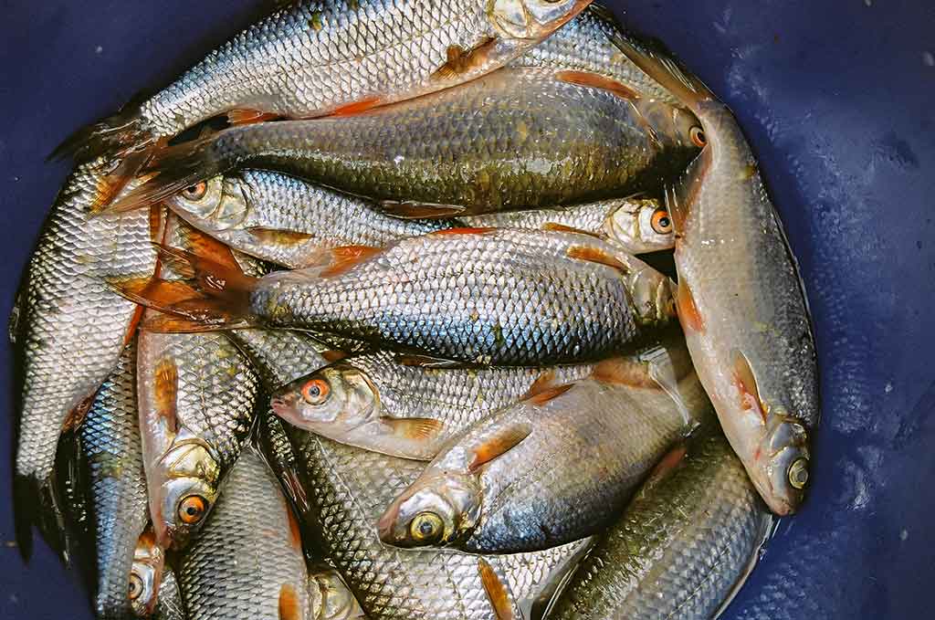 Nubudusio vandens vilionės. Antra dalis