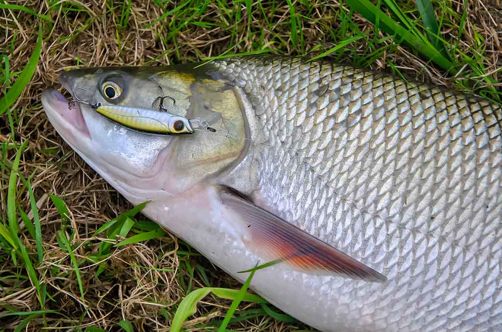 Vobleriai, su kuriais sudėtinga spiningauti