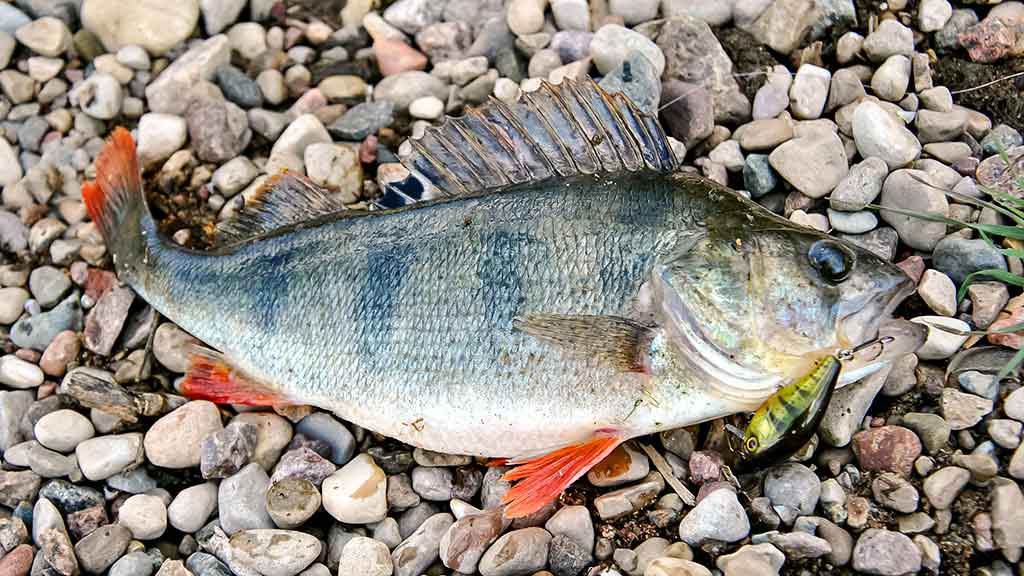Vobleris po mikroskopu – liežuvis ir kilpa. Trečia dalis