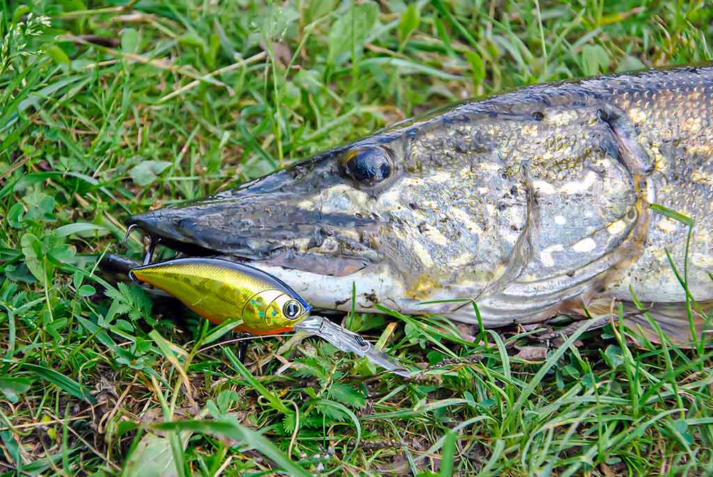 Be reikalo nuvertinti didieji crank vobleriai Be reikalo nuvertinti didieji crank vobleriai