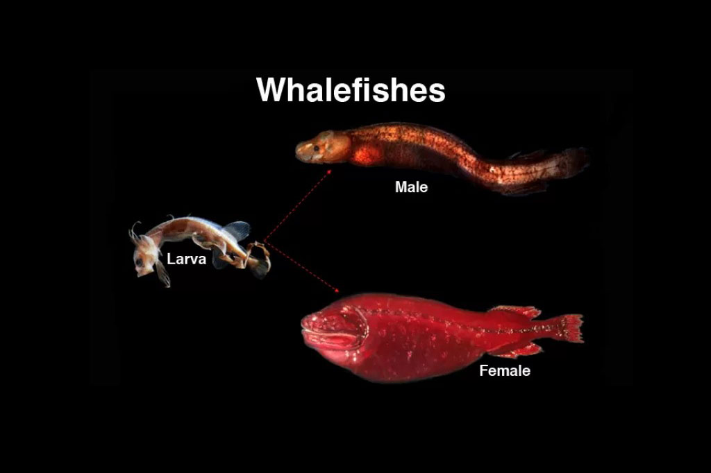 Banginžuvė - Cetomimidae