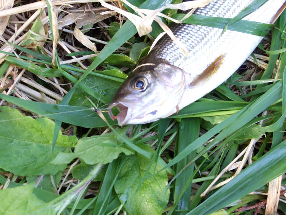 Muselinė meškerė ir tauriosios žuvys