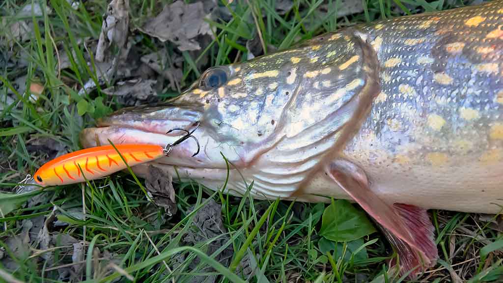 Vobleriai, su kuriais sudėtinga spiningauti