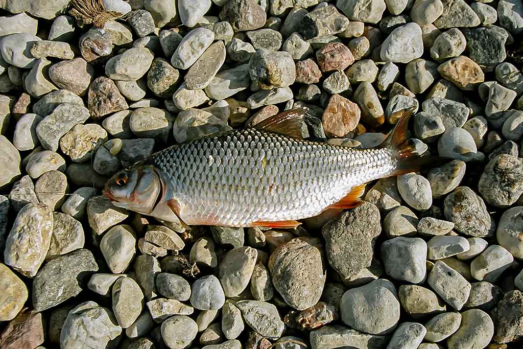 Didelė mažų svarelių reikšmė. Antra dalis