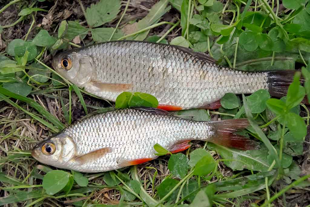 Tarp spiningo ir muselinės. Antra dalis Tarp spiningo ir muselinės. Antra dalis