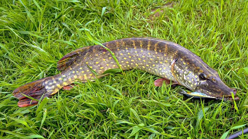 Kaip pagauti nedrąsią plėšrūnę