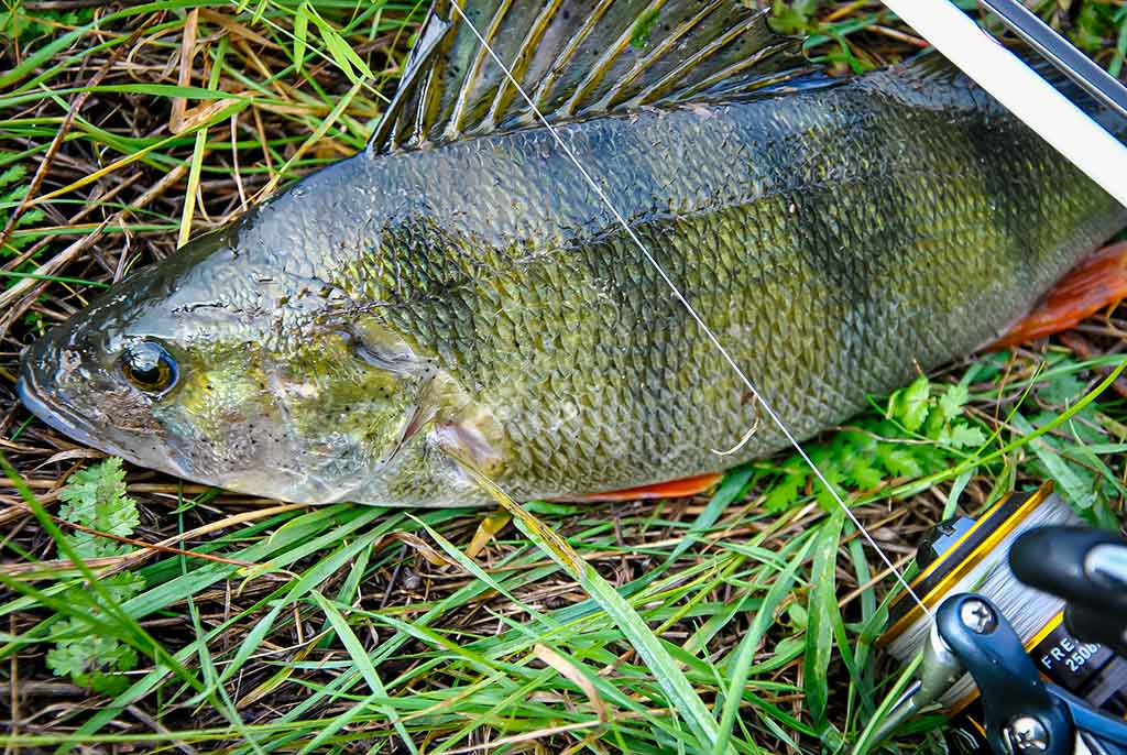 Neįprasta vasara. Pirma dalis Neįprasta vasara. Pirma dalis