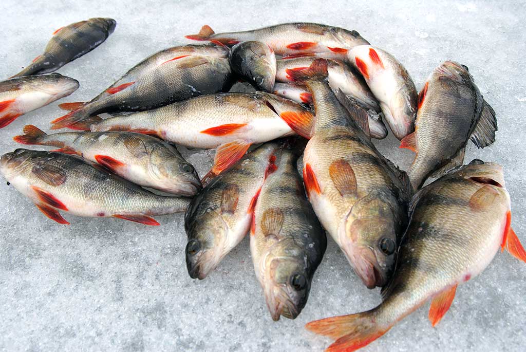 Kaip pagauti ešerį? Kaip pagauti ešerį?