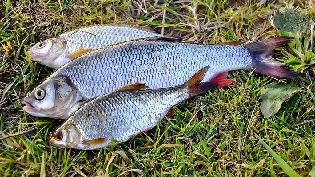 Meškeriojimas bolonine – valas, plūdės, sistemėlės...
