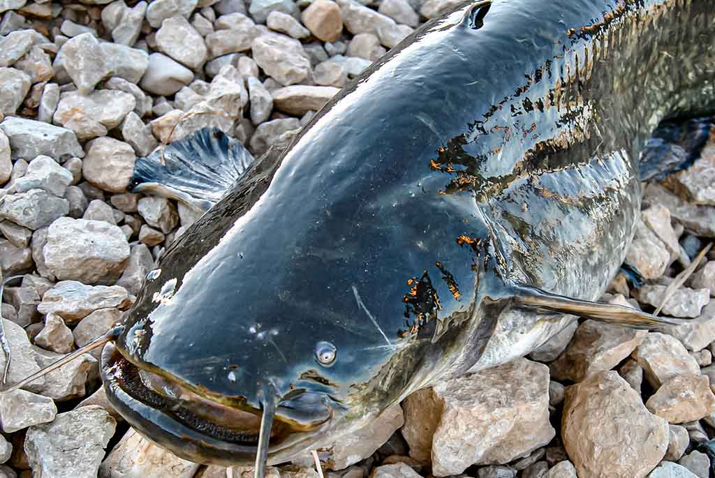 Dambologija. Trečia dalis Dambologija. Trečia dalis