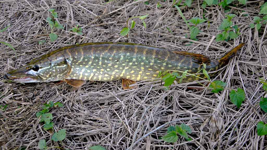 Išsamiai apie membranines bridkelnes. Trečia dalis