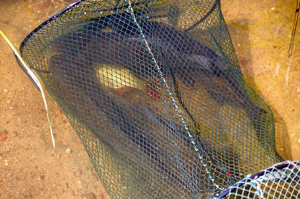 Iš žolių tankynės. Pirma dalis Iš žolių tankynės. Pirma dalis