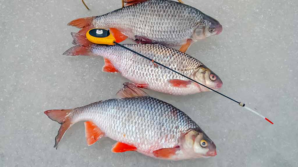 Minijoje ir šalia jos Minijoje ir šalia jos