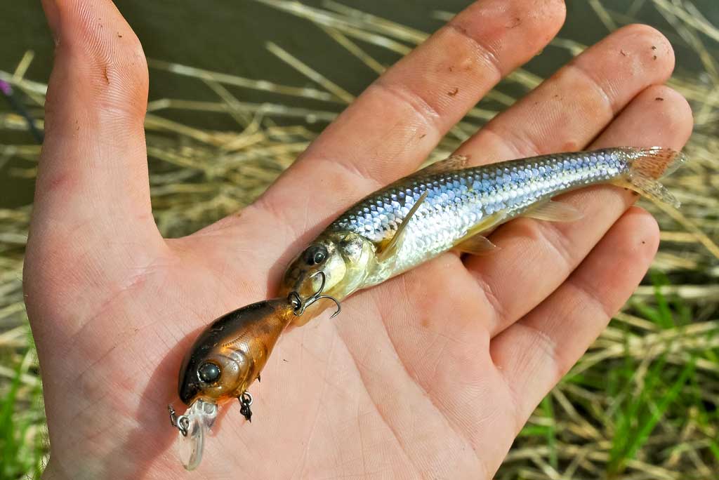 Kuo krepšinis panašus į žvejybą Kuo krepšinis panašus į žvejybą