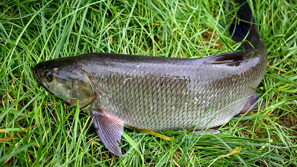 Salačių šventė Salačių šventė