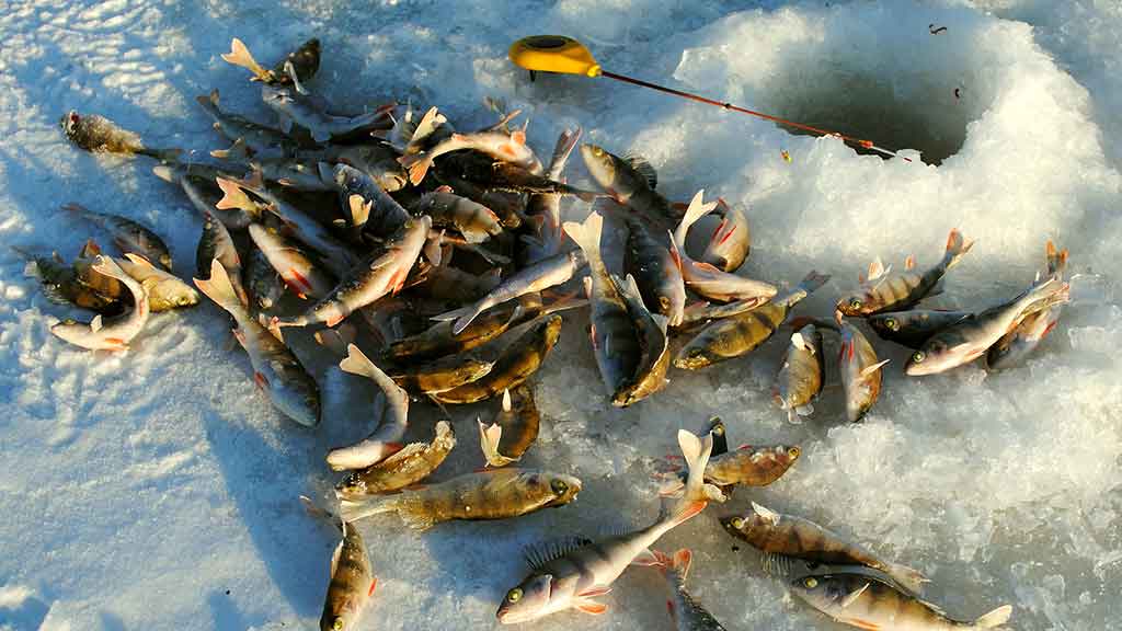 Kur po iš po ledo kimba pačios įvairiausios žuvys