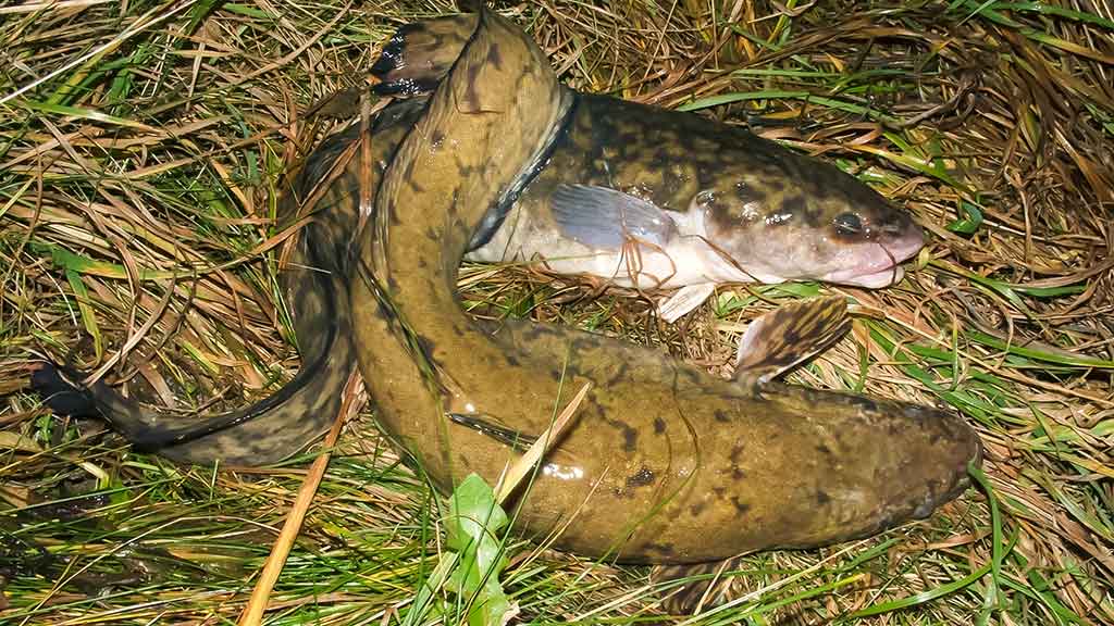 Išsamiai apie Aukštaitijos Šventąją