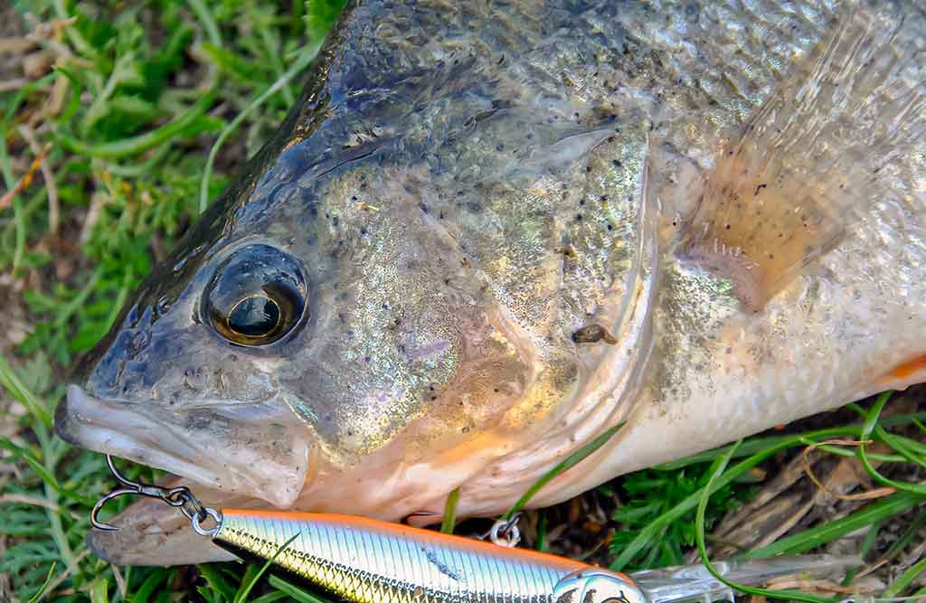 Kaip pagauti nedrąsią plėšrūnę