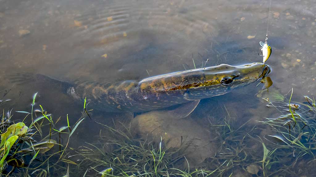 Vobleris po mikroskopu – liežuvis ir kilpa. Antra dalis