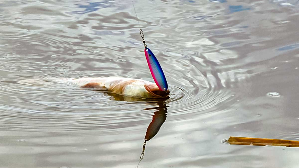 Salatis iš upės vidurio. Pirma dalis