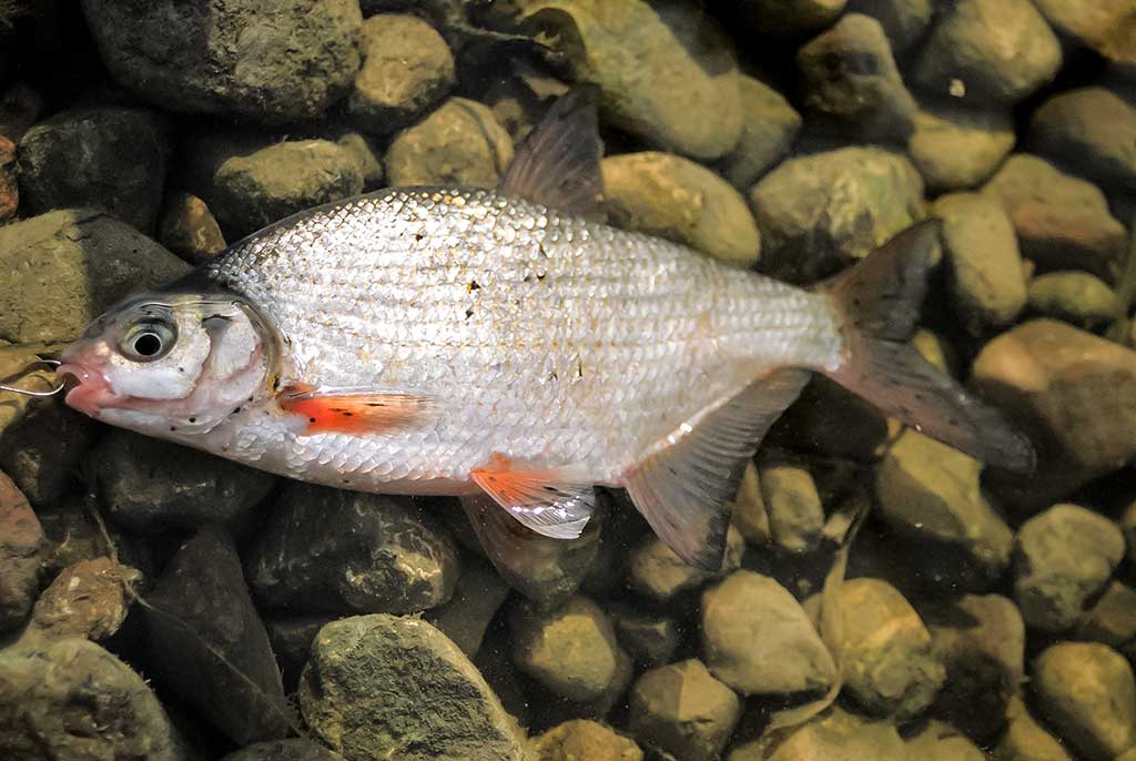 Didžiųjų upių plakiai. Pirma dalis Didžiųjų upių plakiai. Pirma dalis