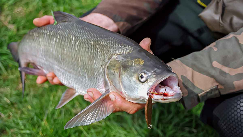 Ne tik salatiniai delikatesai. Antra dalis Ne tik salatiniai delikatesai. Antra dalis