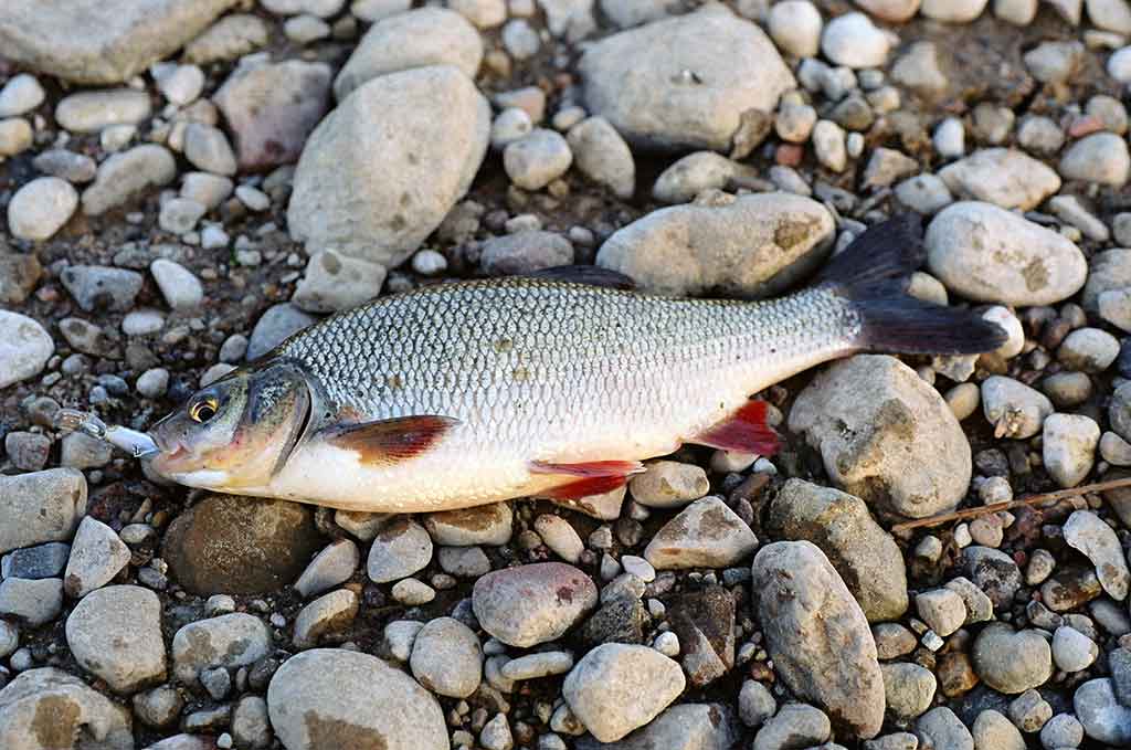 Šiek tiek minčių apie voblerius ir jų pravedimo techniką