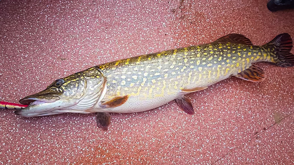 Iki užšąlant Kauno marioms