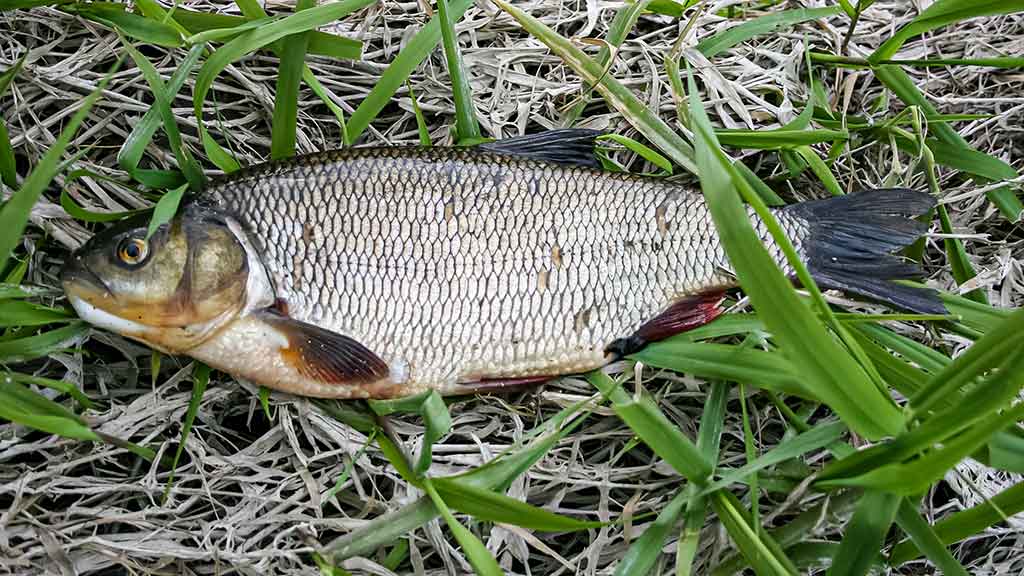 Tarp spiningo ir muselinės. Antra dalis Tarp spiningo ir muselinės. Antra dalis