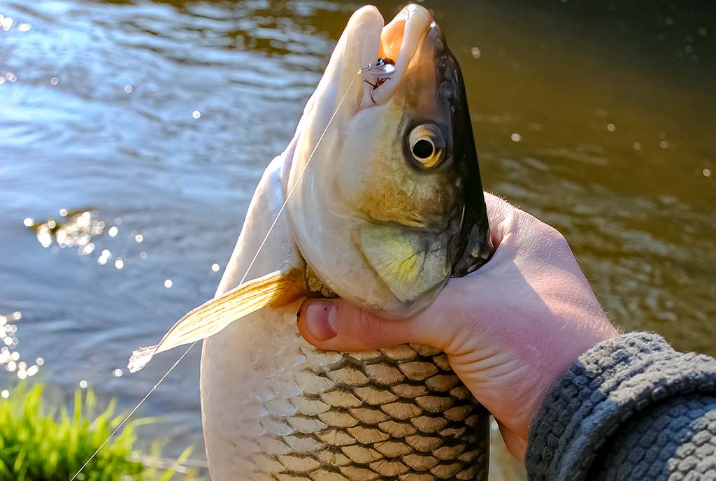 Šapalo šypsena. Pirma dalis Šapalo šypsena. Pirma dalis