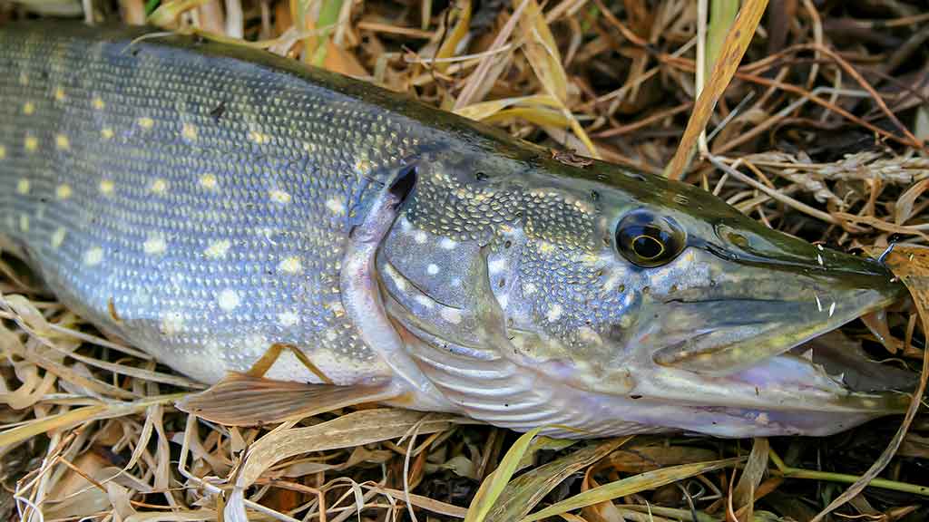 Ieškok lydekų ten, kur... jų nebūna Ieškok lydekų ten, kur... jų nebūna
