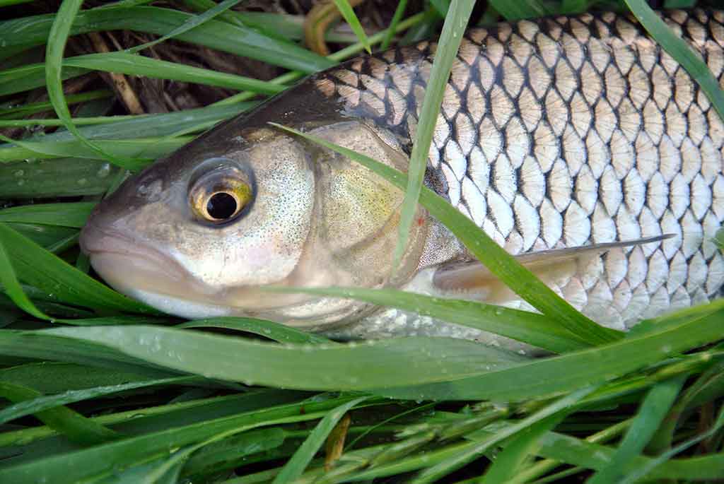 Šapalo šypsena. Pirma dalis Šapalo šypsena. Pirma dalis