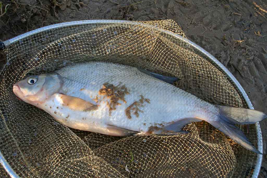 Nubudusio vandens vilionės. Antra dalis