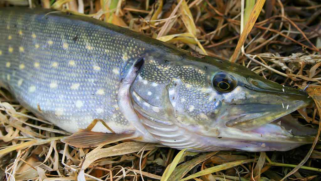 Lapkritį prie šiltojo kanalo