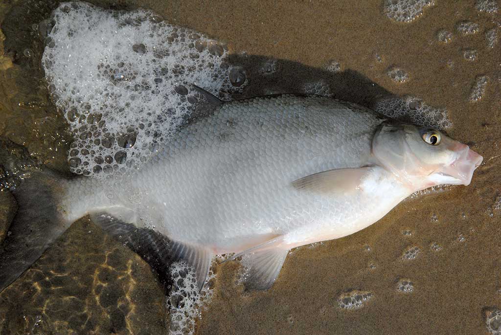 Dar šis bei tas apie kabliukus. Antra dalis Dar šis bei tas apie kabliukus. Antra dalis